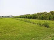 LOTES EN PROYECTO PALERMO A 15 MIN DE GIRARDOT