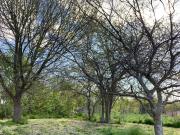 LOTES EN VENTA Villa Elisa