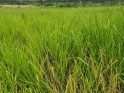 Lovely farm for sale with good soil and ready for its...