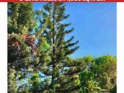 LOYOLA GRAND VILLAS 3 Level House in 1,000 sqm Lot