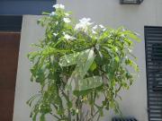 Luxurious 4 bed independent bungalow for sale dha phase...