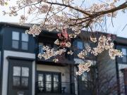 M Street 1 Bedroom Apartment for Rent at 950 Marietta St...