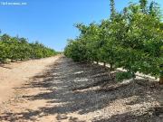 Magnífica finca de mandarinas variedad Tango