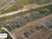 MAGNÍFICA FINCA DE OLIVOS CON POZO