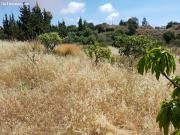 Magnifica Finca rustica en Estepona