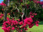 Magnifique propriété sur un terrain de 1734m2 à vendre à...