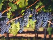 Maison 1 pièce 7 100 m²