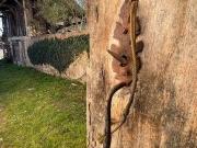 Maison 3 chambres, MARCIAC Midi Pyrénées 32230 DS88915632