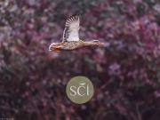 Maison 800 m2 Clémont