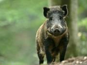 Maison 9 pièces 264 m²