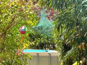 Maison à vendre, Cadempino, à Lamone, Schweiz