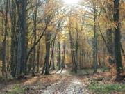 Maison au coeur d'un bois privé proche Neuchateau 88