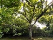 Maison bois proche plage Landéda L'Aber Wrac'h
