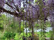 Maison Conflandey 4 pièce s 180 m2 en bord de Saône...