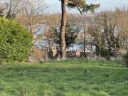 Maison de caractère avec terrain constructible Entre...