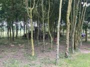 Maison en vente à Baconnière, Pays de la Loire, 335360€