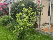 Maison en vente à Rennes, Bretagne, 411788€