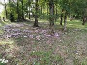 Maison en vente à Saint Branchs, Centre Val de Loire,...