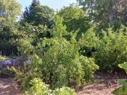 Maison en vente à Saint Père sur Loire, Centre Val de...