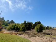 MAITENCILLO MAITENCILLO