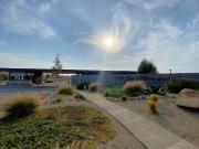 MAITENES, MAITENCILLO