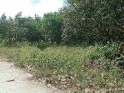 MANGO FARM IN BIAO JOAQUIN CALINAN FOR SALE