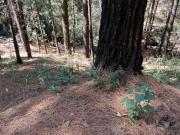 Mansion rodeada de jardines y vistas profundas al bello...