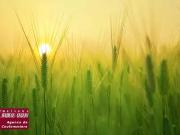 Marles en Brie 77610 Programme neuf terrain neuf à vendre