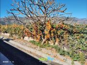 Masía en venta en Almuñécar, La Herradura. Masías.