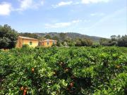 Masía en venta en Baleares Sa Pobla. Increíble finca de...