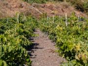 Masía en venta en Buenavista del Norte. Chalet con finca...