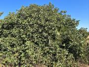 Masía en venta en Cartagena, Albujón. Masías.