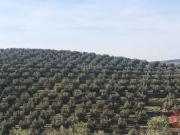 Masía en venta en Castril. CastrilFinca Rustica. Masías.