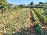 Masía en venta en Chiclana de la Frontera, Las Lagunas...