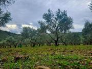 Masía en venta en Llerena. Finca Rúst. en venta en...