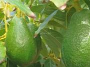 Masía en venta en Motril, Los Tablones La Garnatilla....