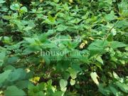 Masía en venta en Ortigueira. Masías.