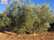 Masía en venta en Pulpí. FINCA EN PRODUCCION Y 2...