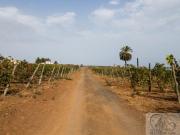 Masía en venta en Santa Úrsula, La Vera El Farrobillo...