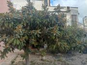 Masía en venta en Tibi. Casa rustica para entrar a vivir...