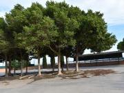 Masía en venta en Torre Pacheco, Torre Pacheco. Masías...