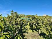 Masía en venta en Vélez Málaga, Camino Algarrobo Las...