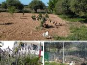 Masía en venta en Vendrell El, Centre Costa Dorada....