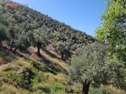 Masía en venta en Villanueva de Córdoba. FINCA DE OLIVOS...