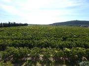 Masía en venta en Vinaròs, Partidas de Interior Zona...