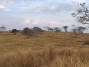 Mato Grosso, 3.150 hectares ou 1.301 alqueires, Pra...