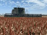 Mato Grosso/ Bonito/ Guia Lopes, Fazenda 2633 Hectares,...