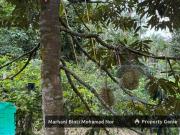 Mature Durian Farm • Tanah Suku Ekar • Kuang