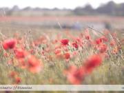 MAUZE SUR LE MIGNON Poitou Charentes 79210 88947577