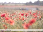 Mauzé sur le Mignon Vente Terrain 79